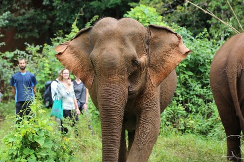 Elephant sanctuaries in Asia